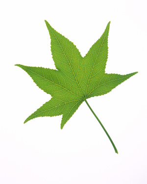 Sweet Gum Leaf